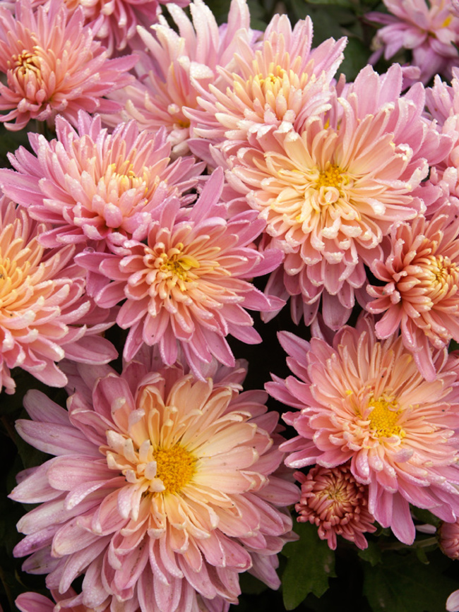 Chrysanthemum Meaning and Symbolism
