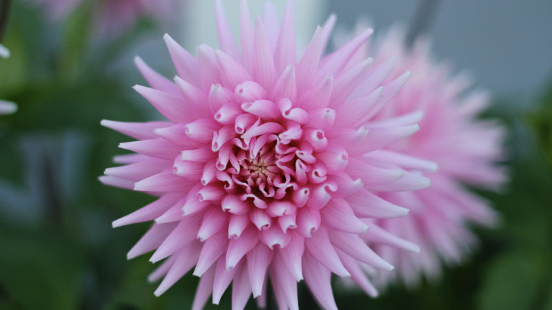 Chrysanthemum Meaning And Symbolism Blossmcart Flowers