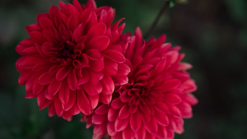 Chrysanthemum Meaning And Symbolism Blossmcart Flowers