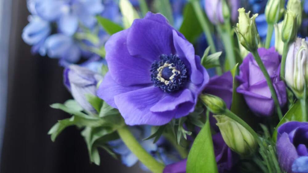 History And Meaning Of Anemones