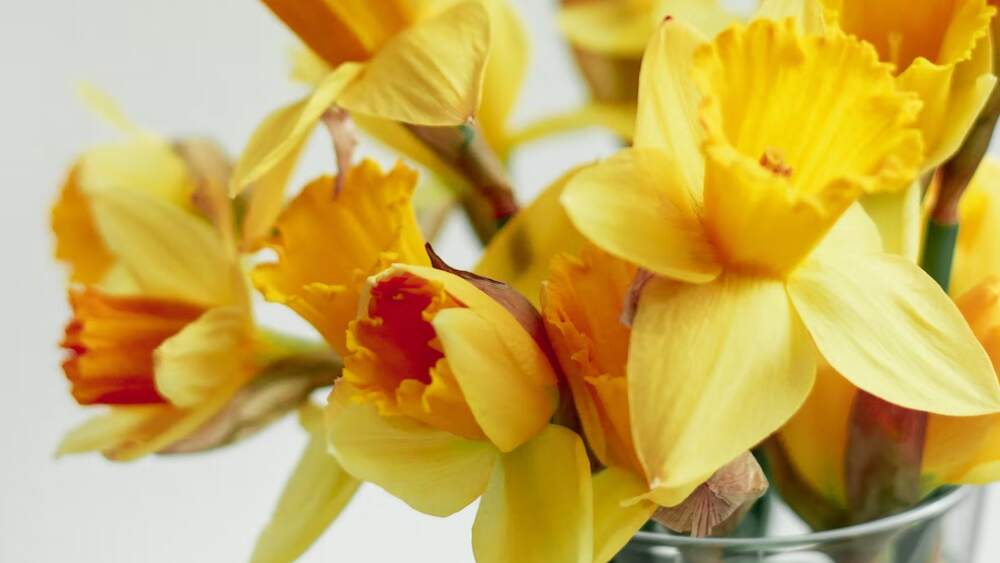 Daffodil Meaning and Symbolism