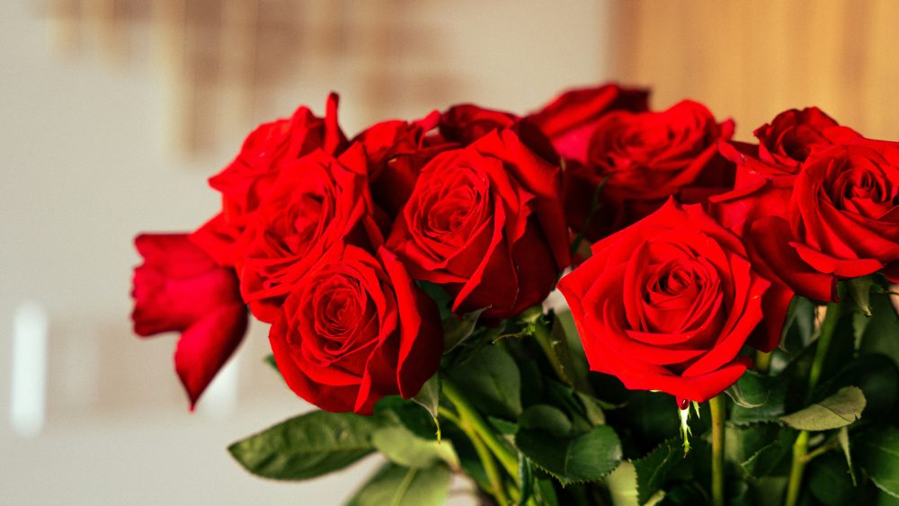 The History and Meaning of Red Roses
