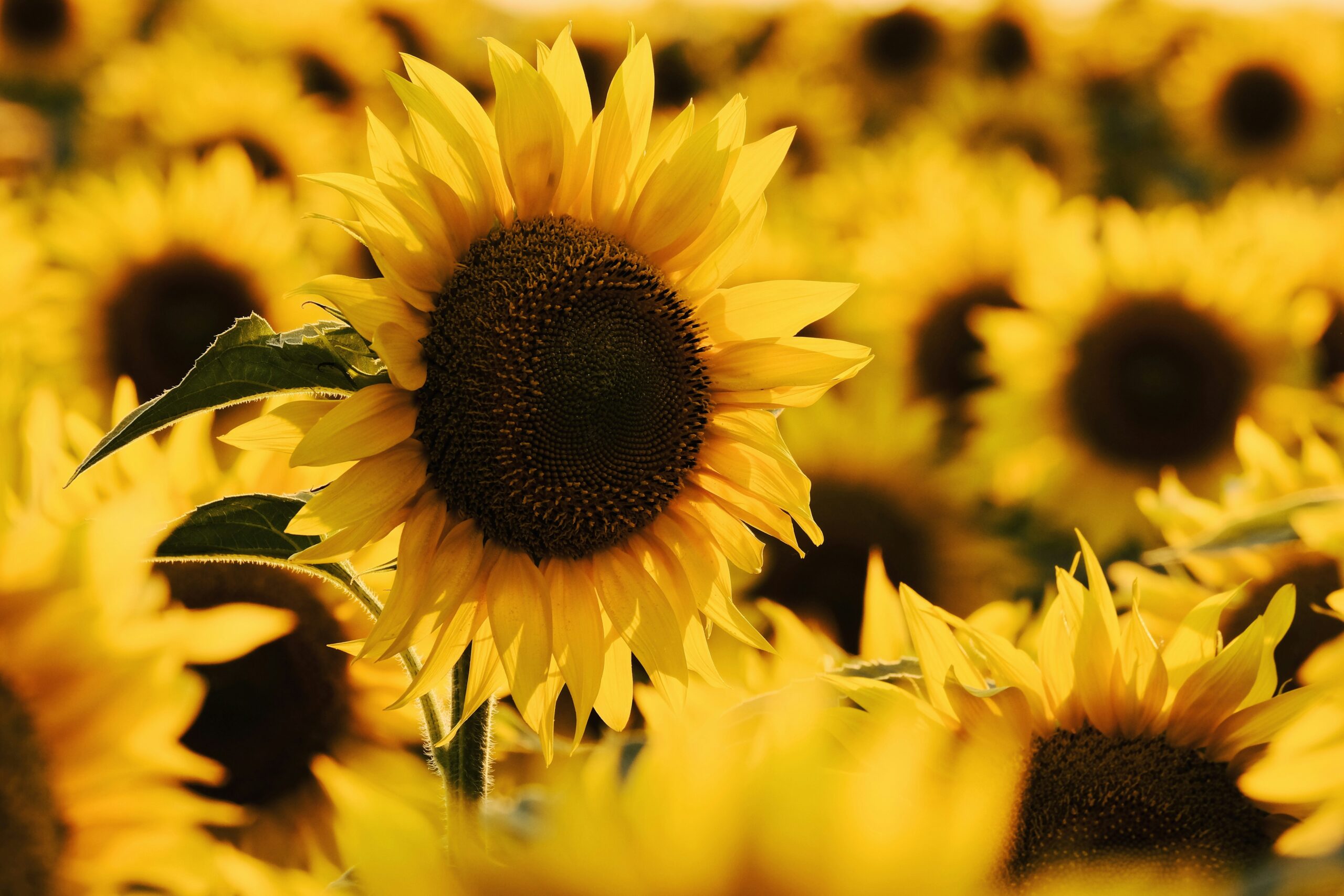 The Beauty and Symbolism of Sunflowers