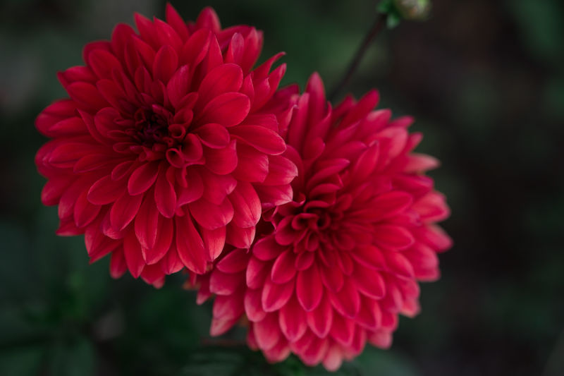 Chrysanthemum Meaning and Symbolism – Blossmcart Flowers