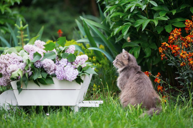 Which Flowers & Plants are safe for cats?