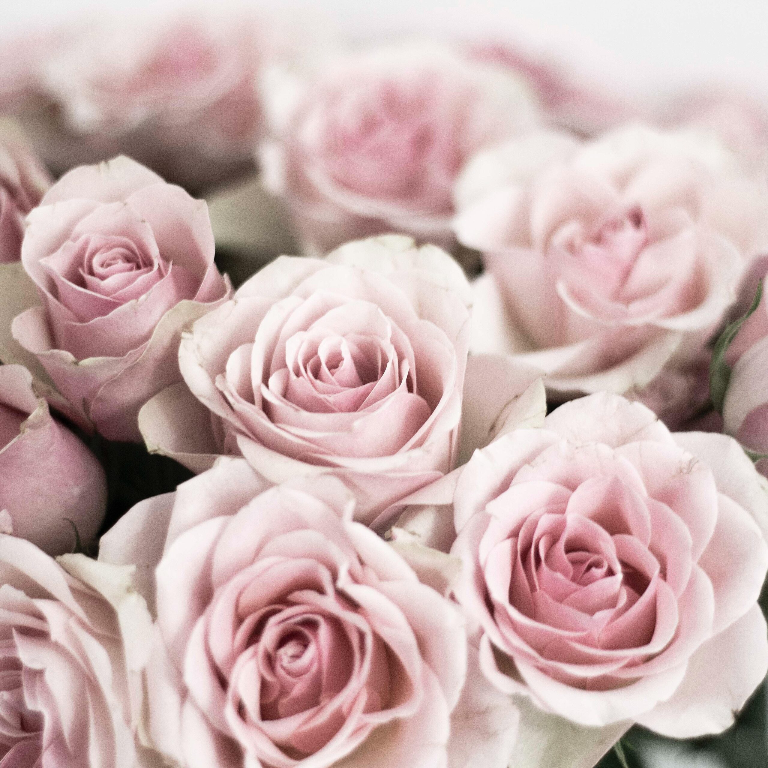 10 Fascinating Facts About Roses