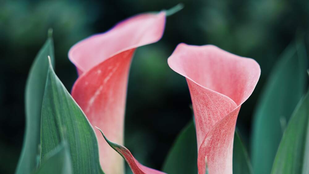 Historical meaning of Calla Lilies