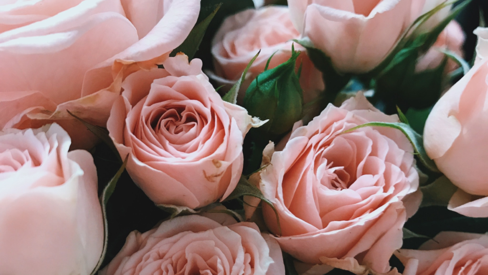 History And Meaning Of Pink Roses