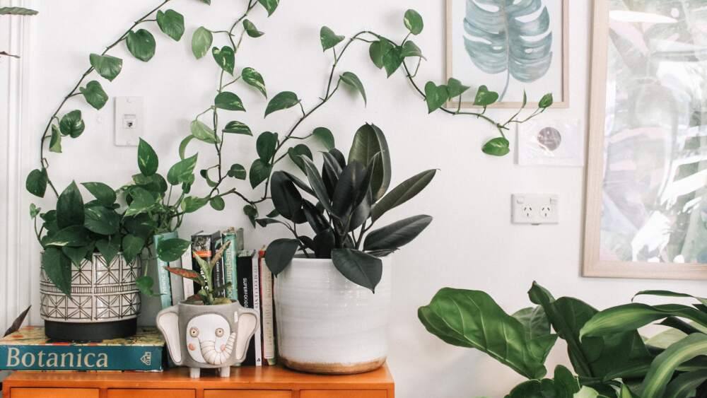 Myths about house plants