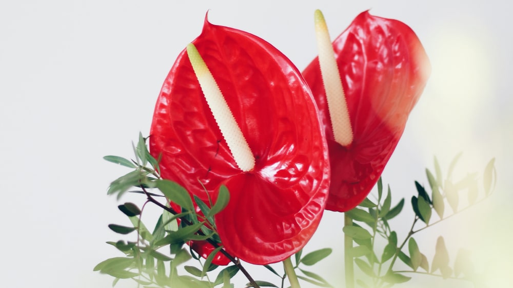 Anthurium: Unveiling Its Meaning, Symbolism, and Gifting Occasions