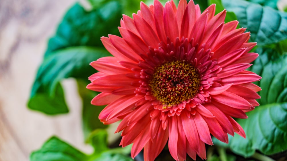 Gerberas Unveiled: Meaning, History, and Fascinating Facts