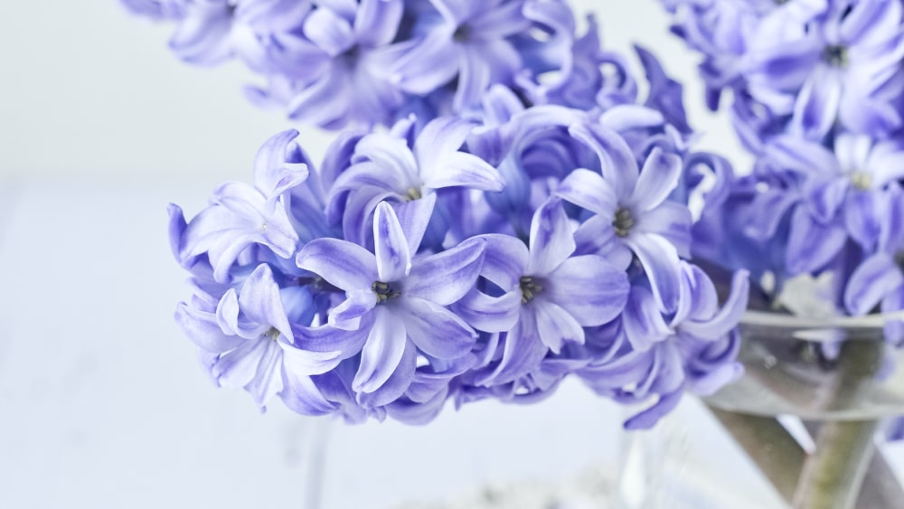 Hyacinth: Representation, Origin, and Occasions for Gifting