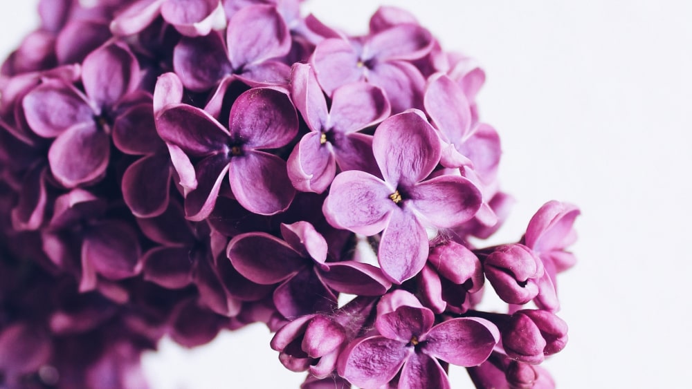 Lilac: A Deep Dive into Its Definition, Origin, and Meaning