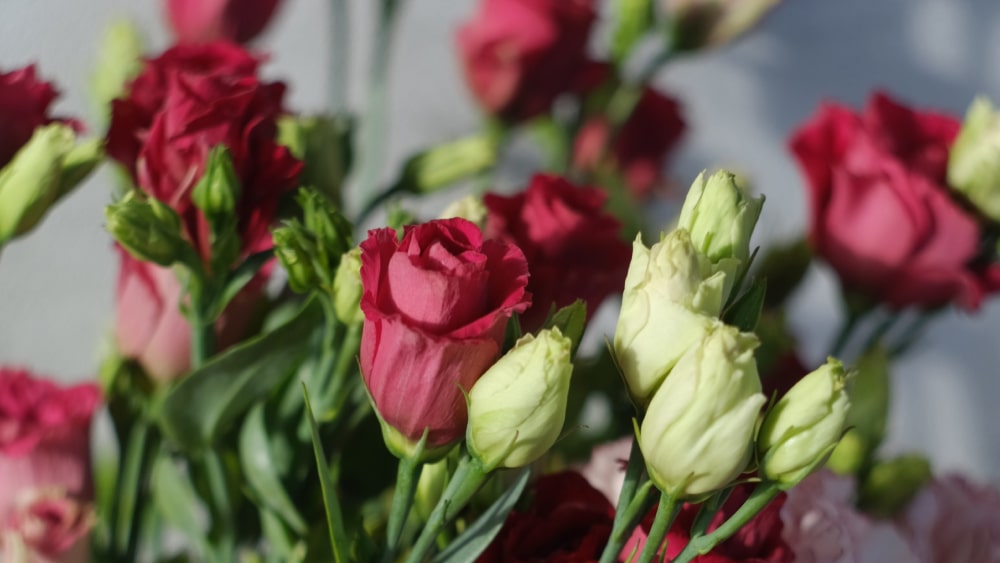 Lisianthus: Symbolism, Color Meaning, and Care Tips