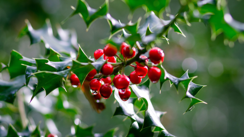 Unveiling the Festive Green: What Are Boughs of Holly?