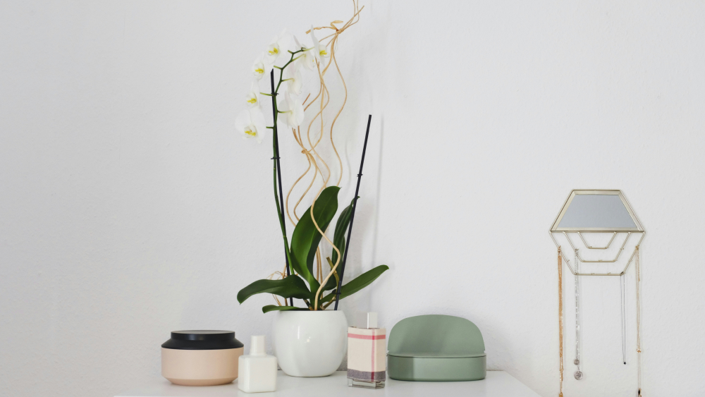 Green Welcomes: 10 Best Housewarming Plant Gifts