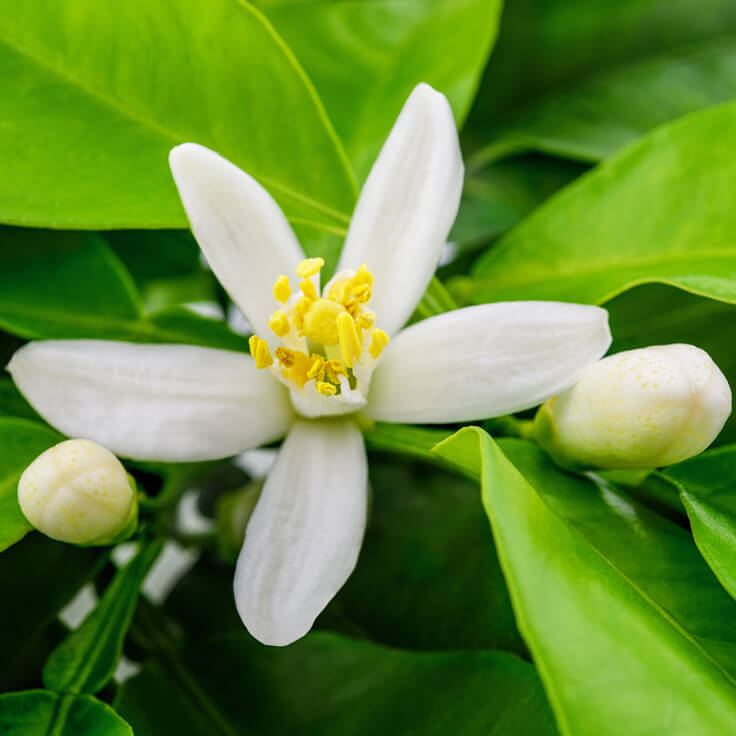 What is the Florida State flower?