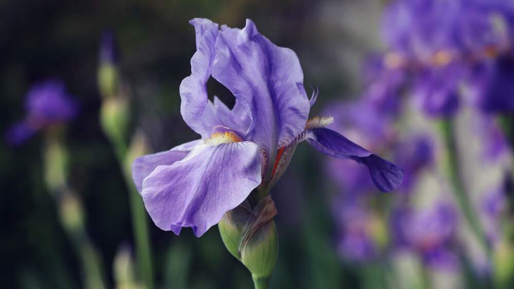 History and Meaning of Iris