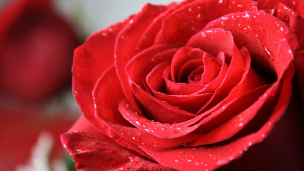 The Meaning of Red Roses