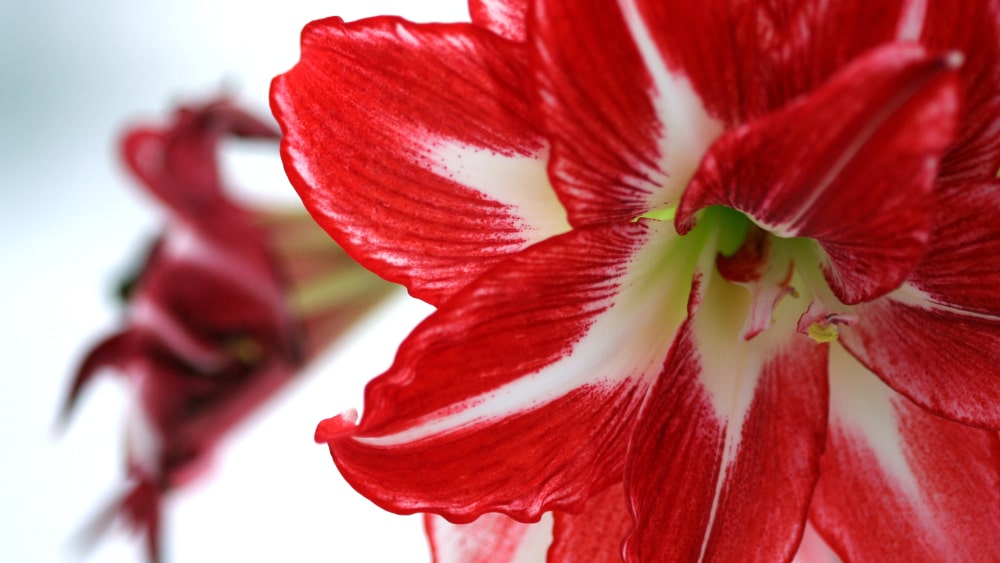 Amaryllis: Unveiling Its Meaning, Symbolism, and Care