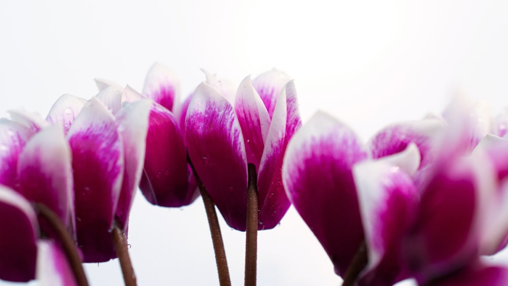 Cyclamen: The Flower of Love and Its Significance