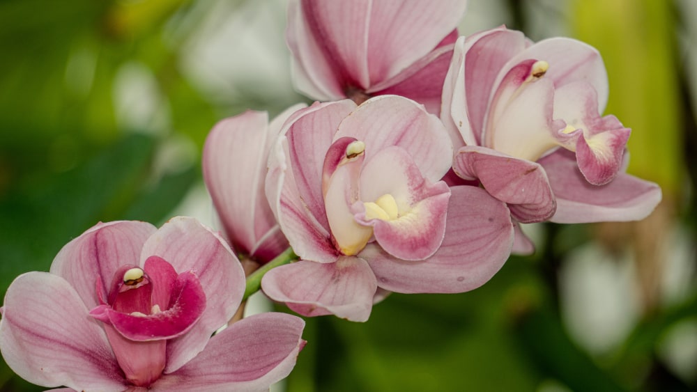 Cymbidium: A Journey Through Its Origin, Symbolism, and Care