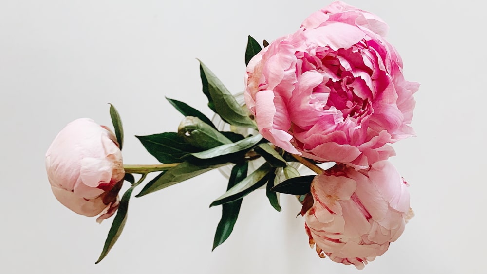 Peonies: Unveiling Their Symbolism, Cultural Significance, and Care