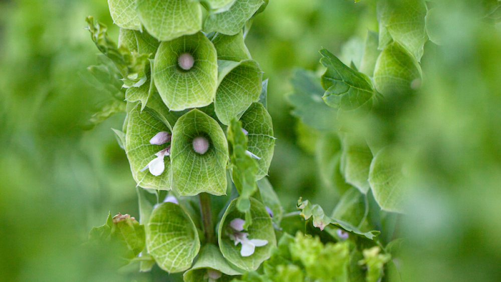 Bells of Ireland: Symbolism and Celebratory Bouquets