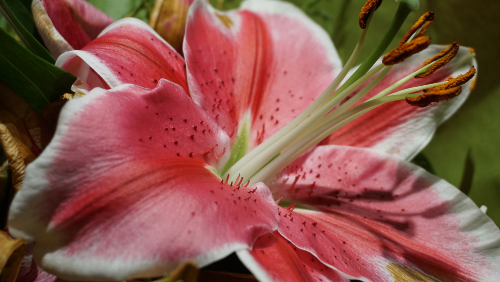 The Enchanting World of Lilies: Exploring the Different Types and Their Histories